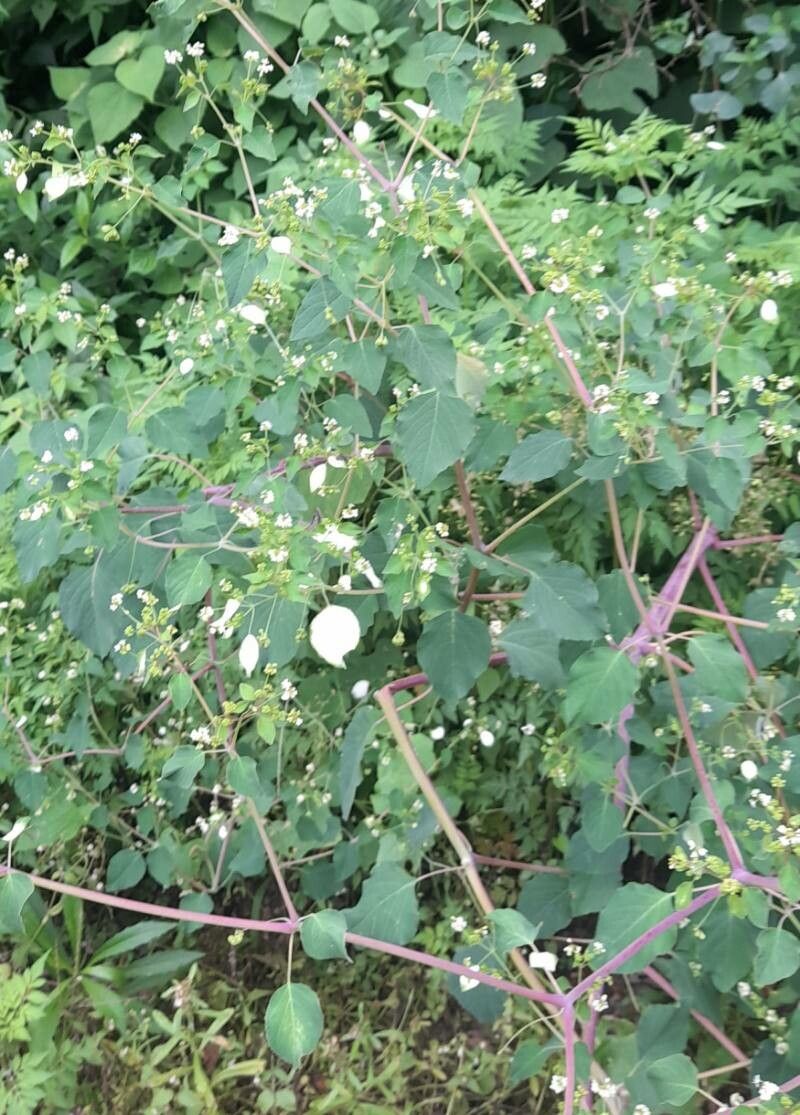 Colignonia glomerata habit