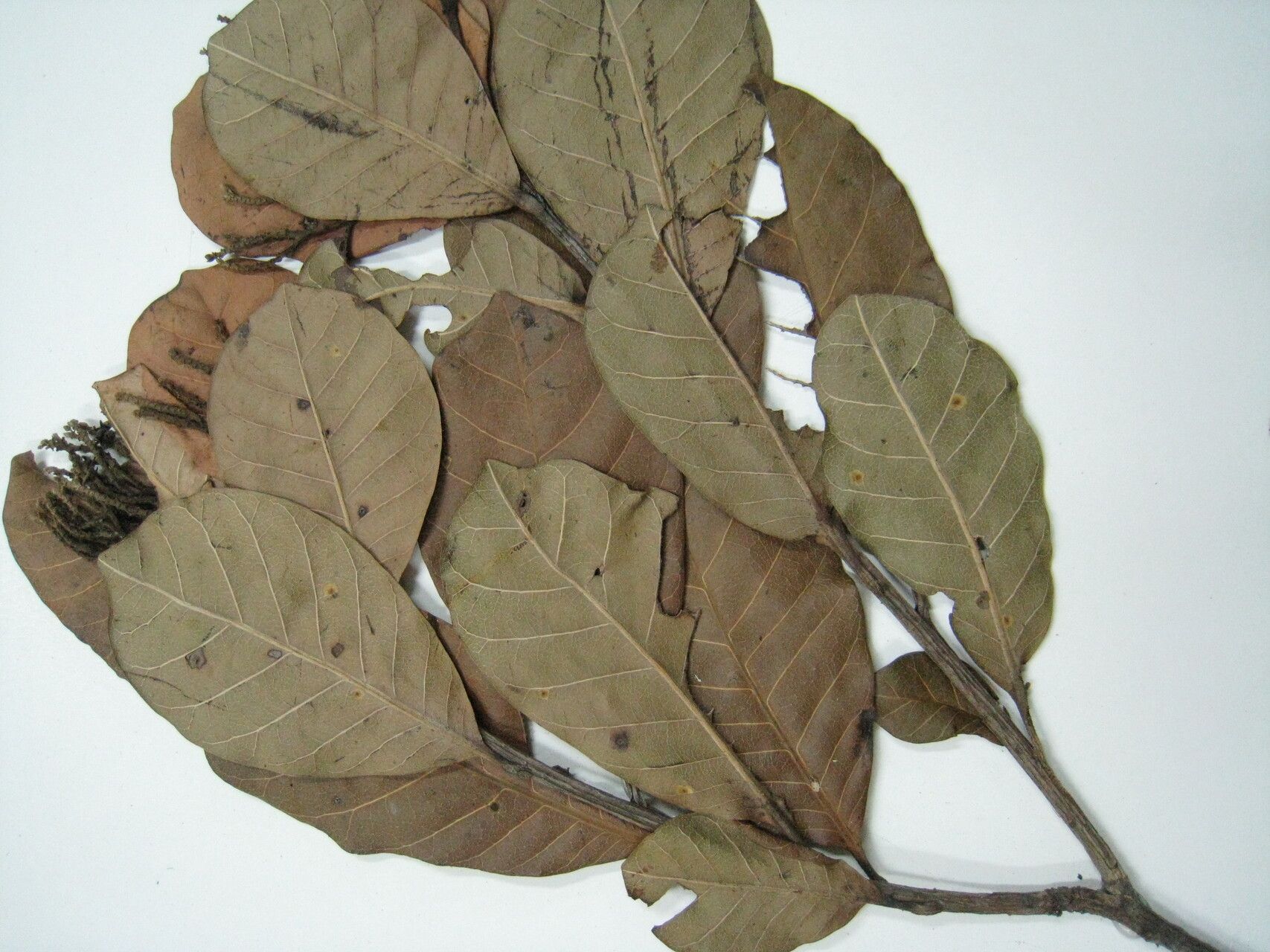 Anacardium amapaënse other