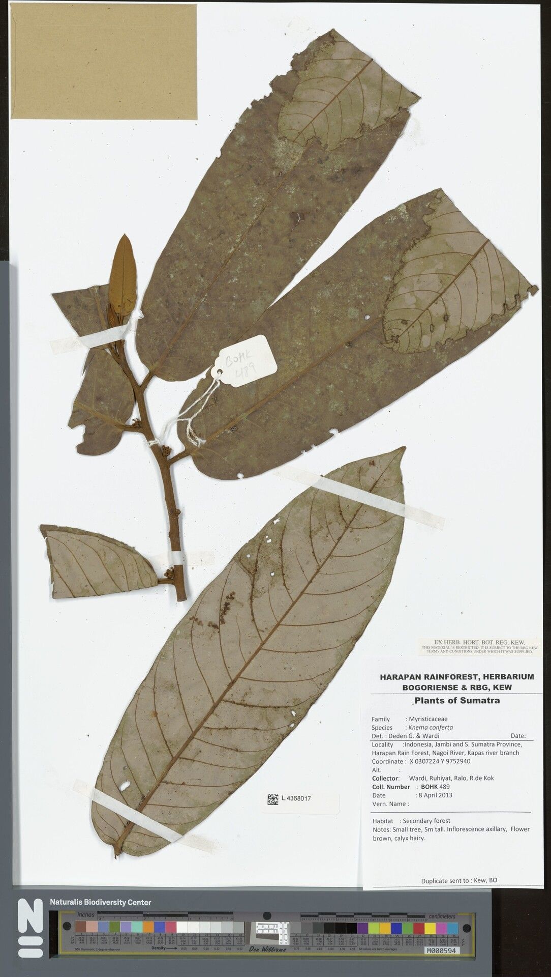 Knema conferta — related species from the same genus