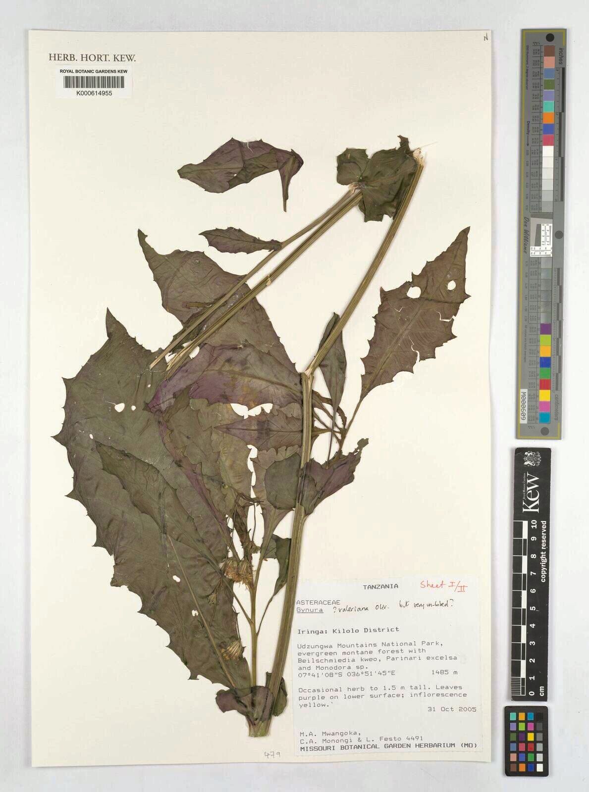 Gynura valeriana — search result for 'Valeriana'