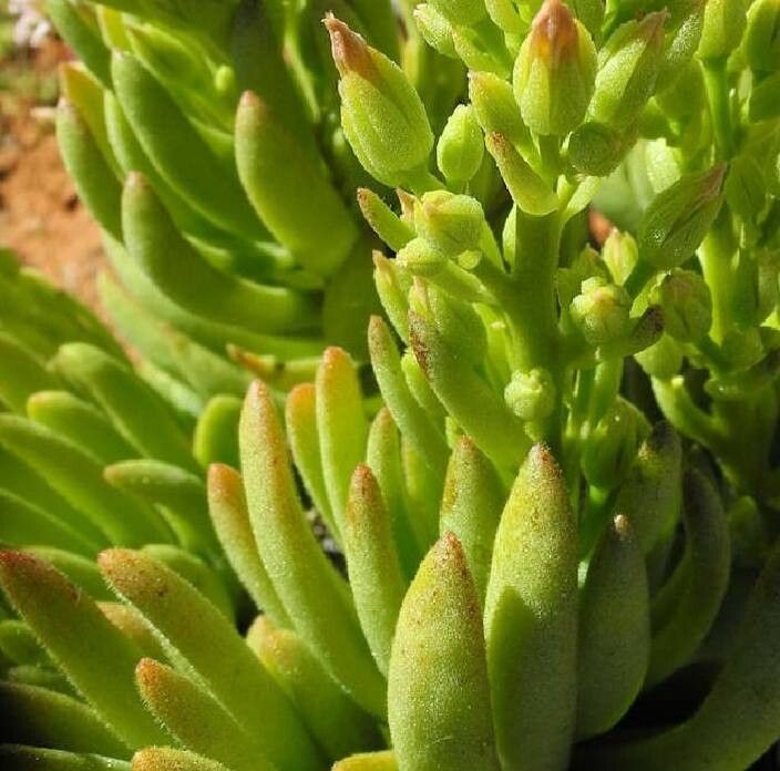 Tylecodon racemosus — houseplant care guide