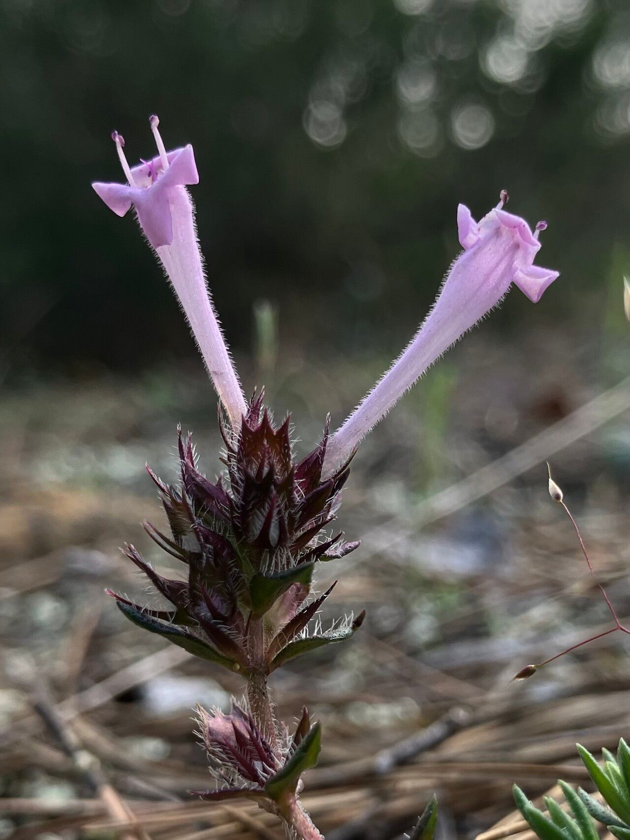 Thymus integer — search result for 'Thymus'