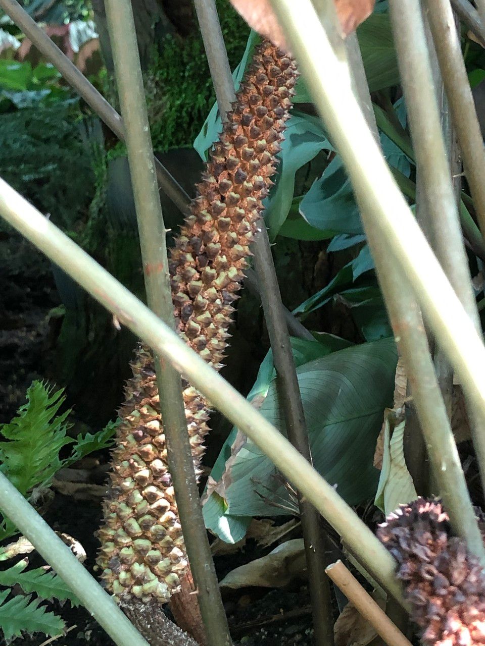 Ceratozamia hildae fruit