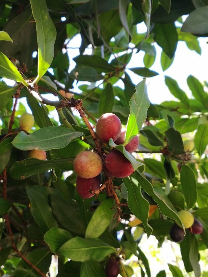 Acokanthera oblongifolia fruit