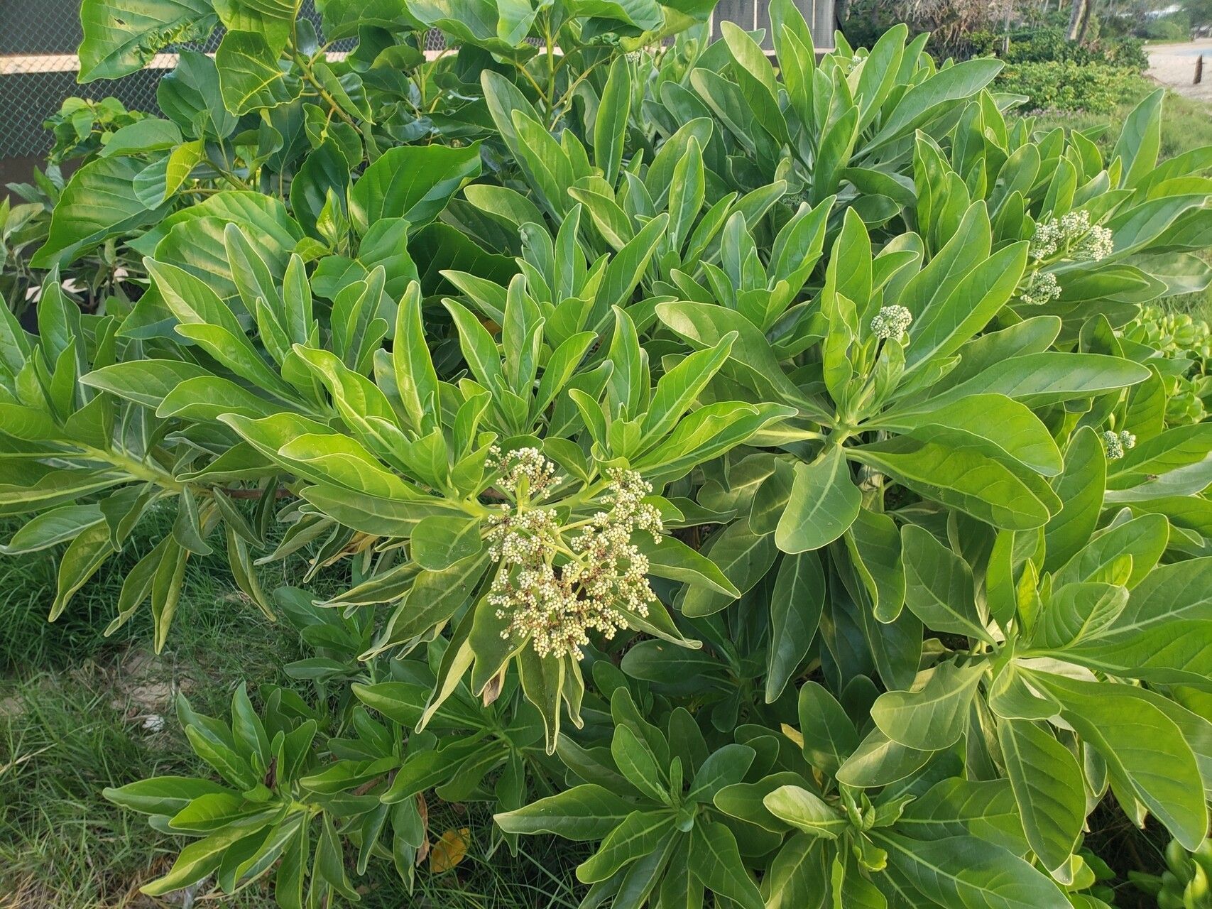 Heliotropium velutinum — search result for 'Heliotropium'