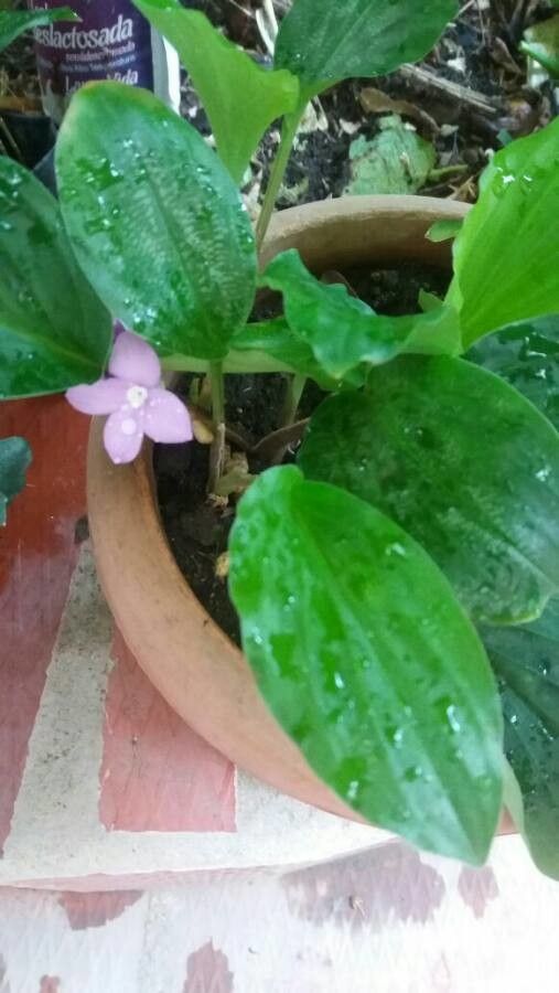 Kaempferia elegans flower