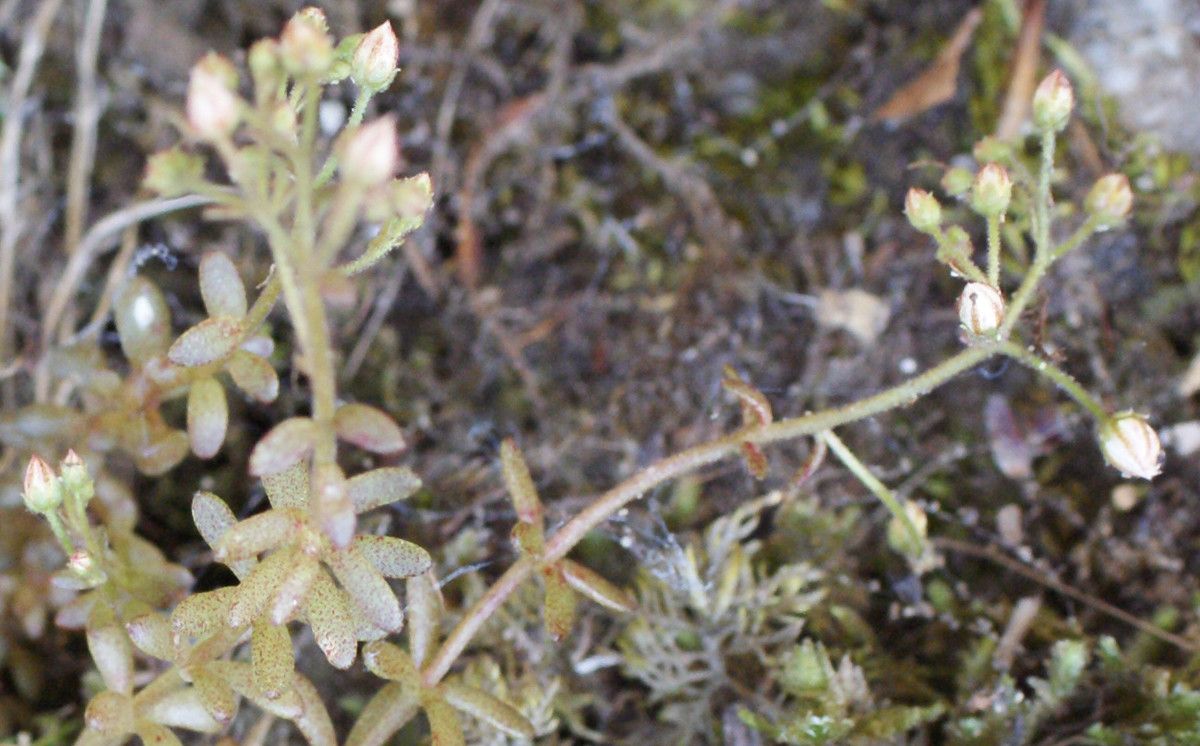 Sedum monregalense leaf