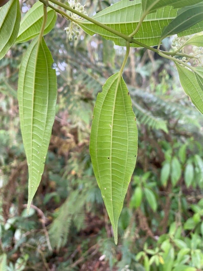 Miconia chiriquiensis leaf