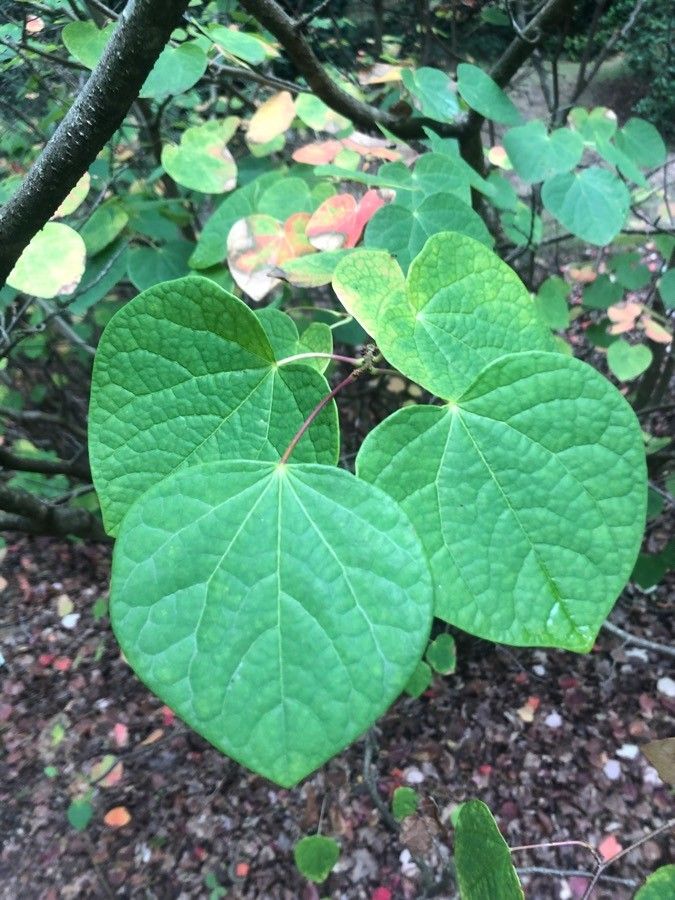 Disanthus cercidifolius — search result for 'Hamamelidaceae'