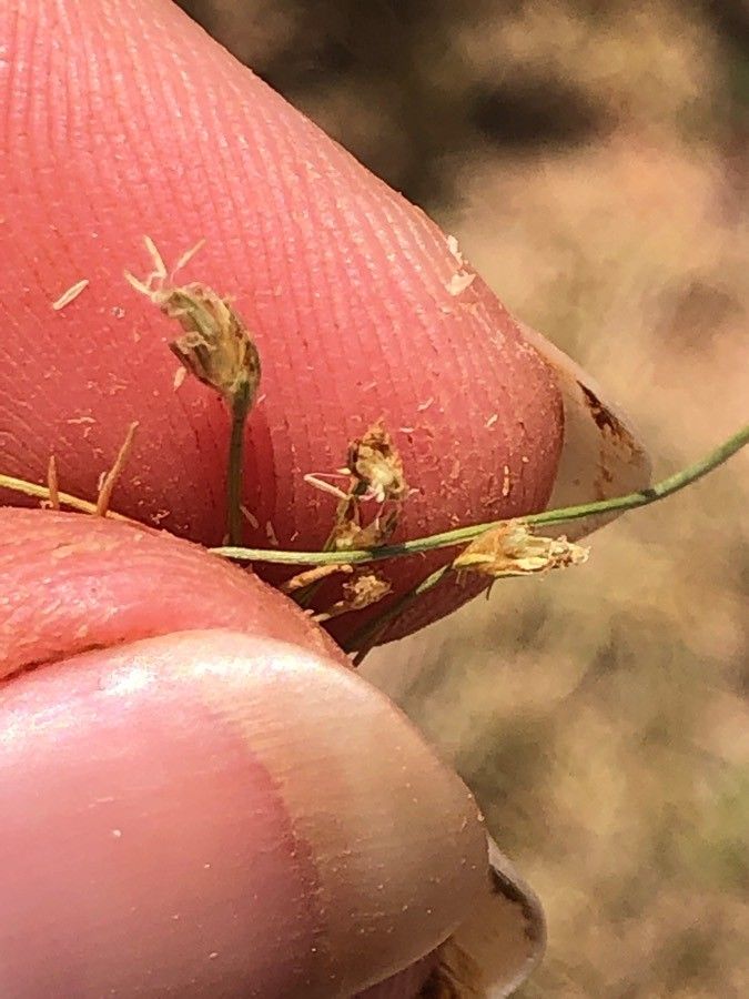 Eleocharis flavescens fruit