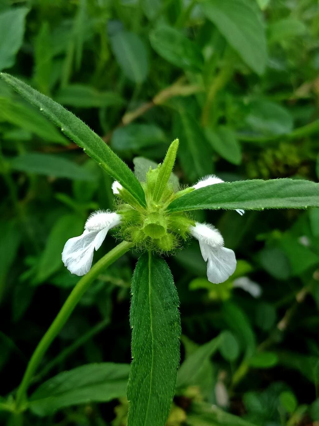 Leucas aspera flower