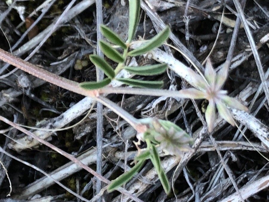 Hippocrepis commutata leaf