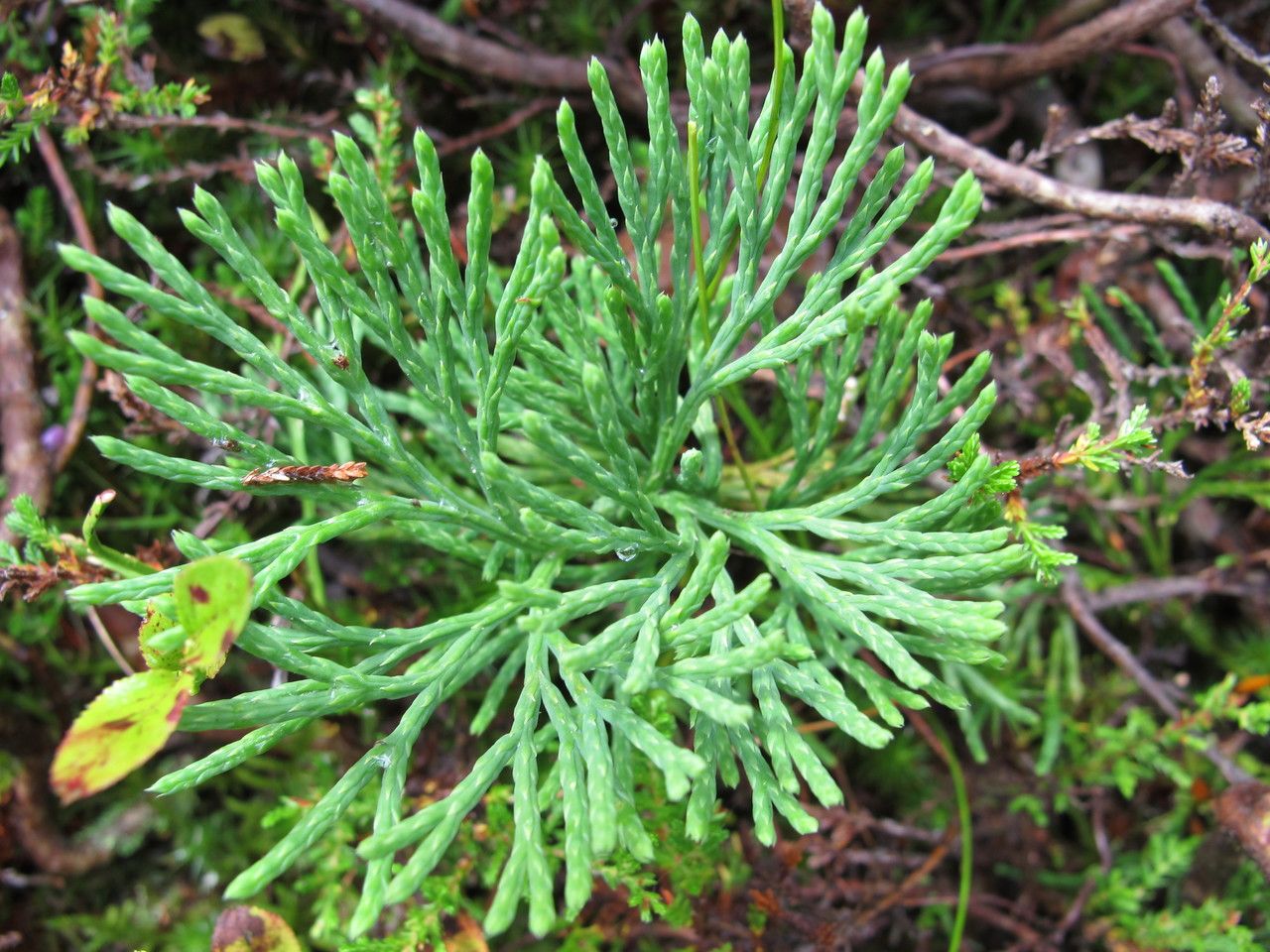 Lycopodium × zeilleri leaf