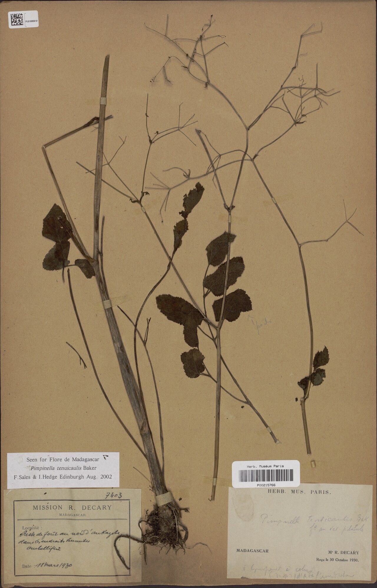 Pimpinella tenuicaulis — search result for 'Pimpinella'