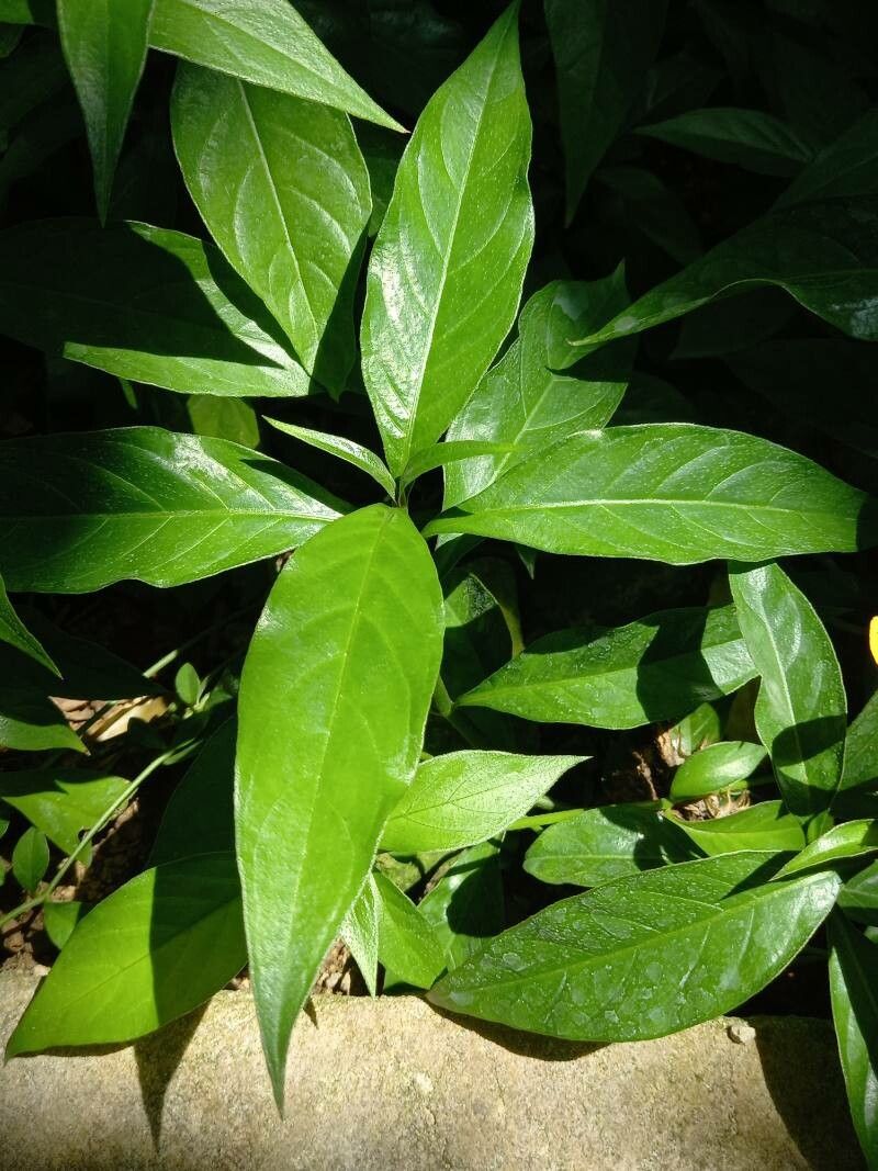 Barleria oenotheroides — houseplant care guide