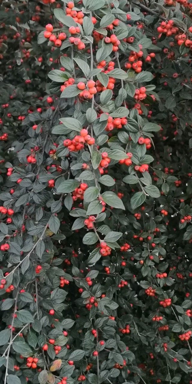 Cotoneaster sternianus habit
