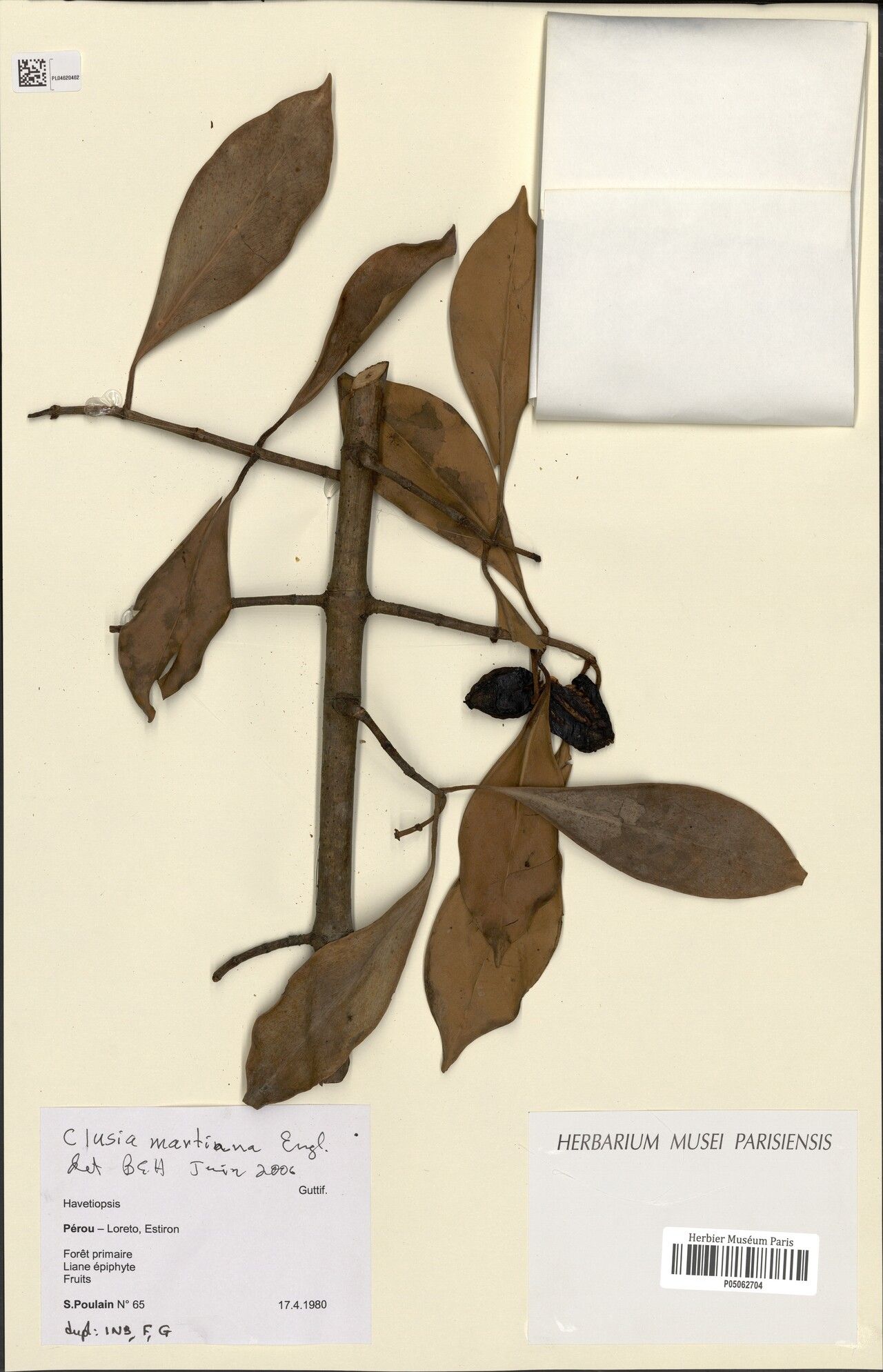 Clusia martiana fruit