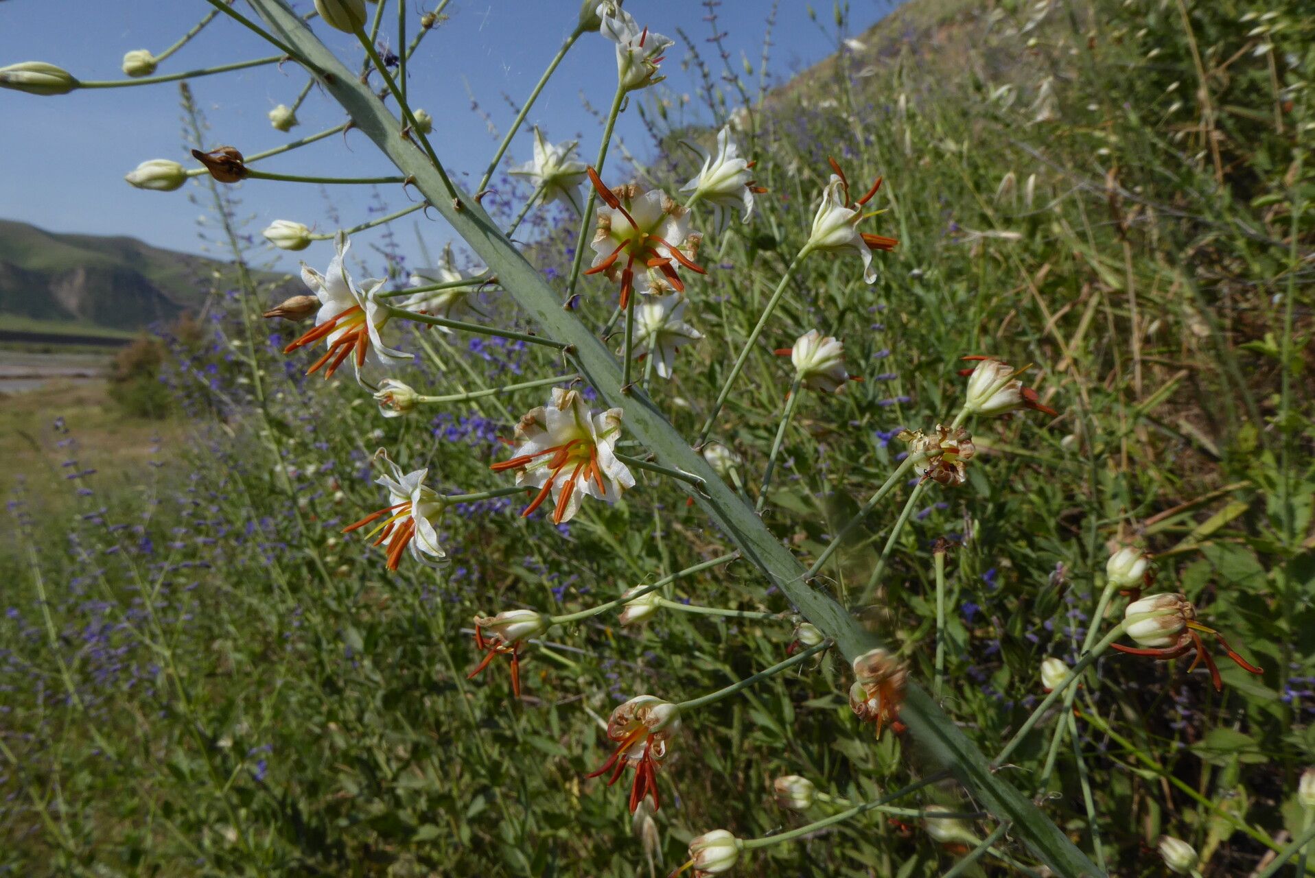 Eremurus soogdianus — houseplant care guide