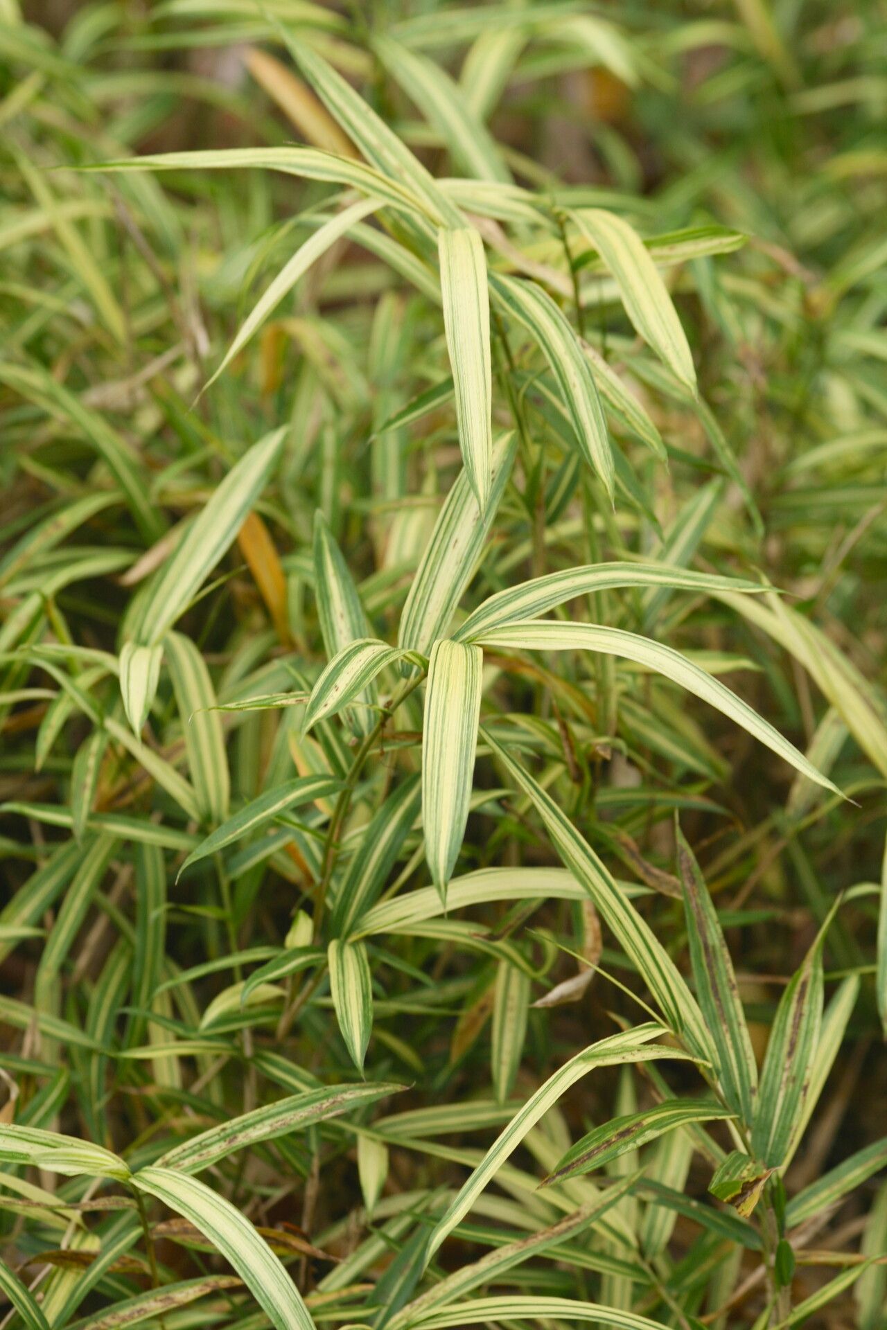 Pseudosasa disticha — related species from the same genus