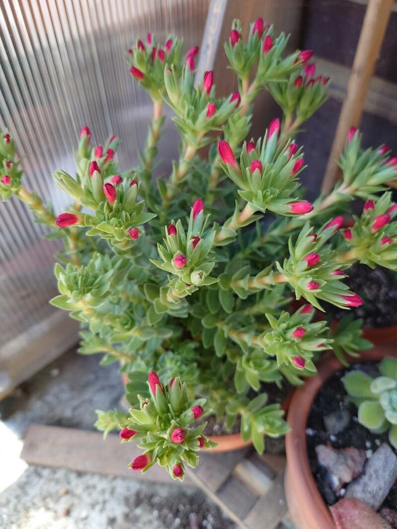 Crassula coccinea — search result for 'Crassula'