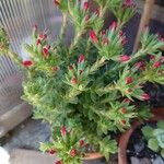 Crassula coccinea