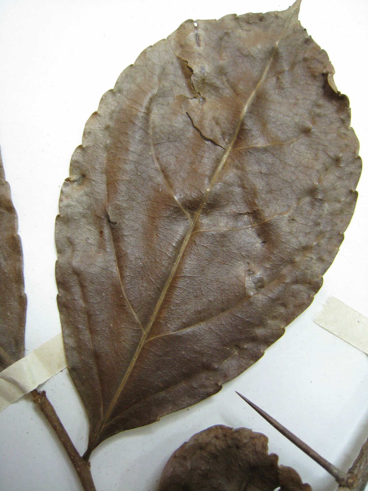 Xylosma benthamii other