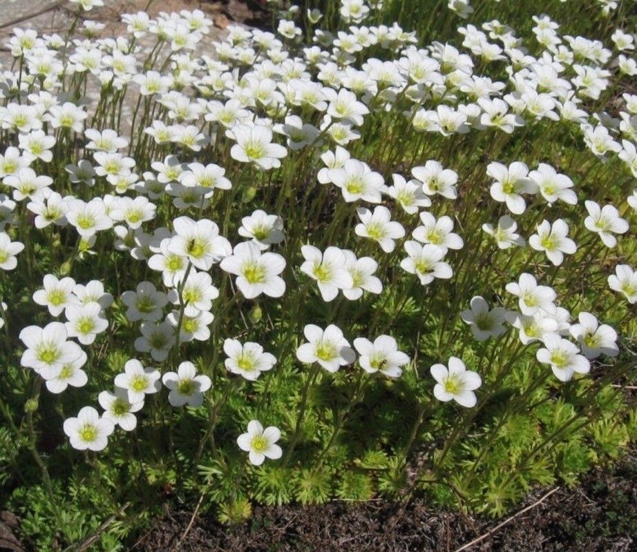 Saxifraga cernua flower