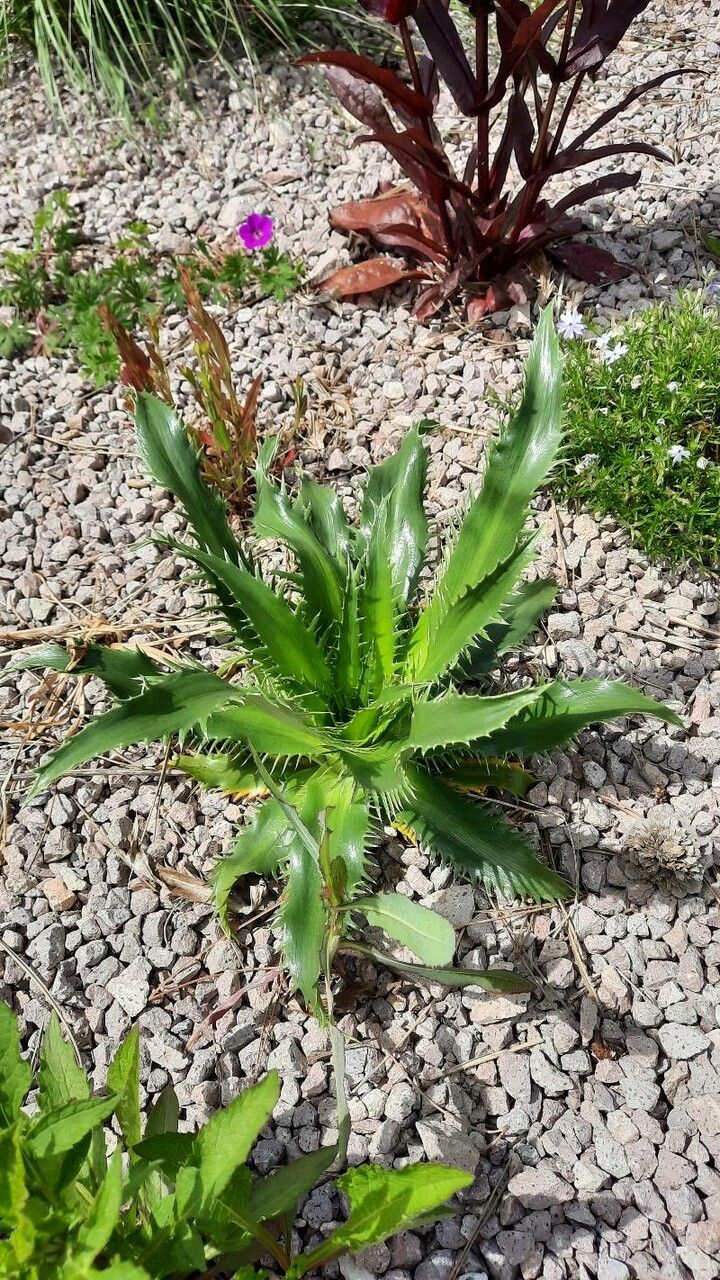Eryngium floribundum leaf