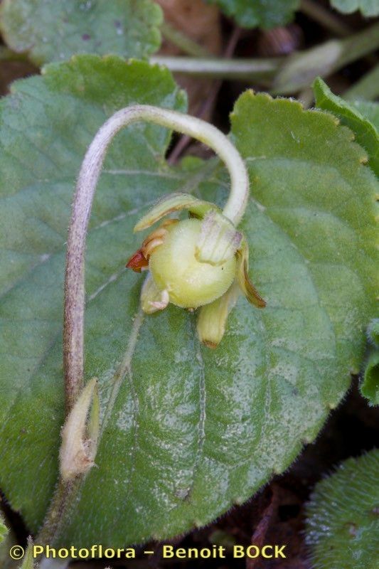 Viola suavis fruit