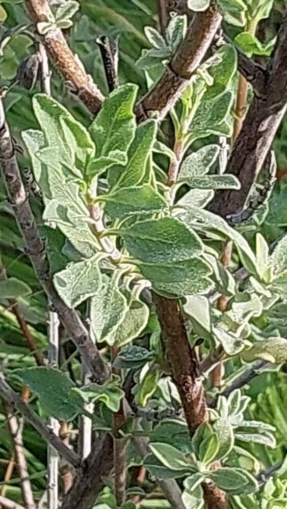 Salvia africana-caerulea leaf