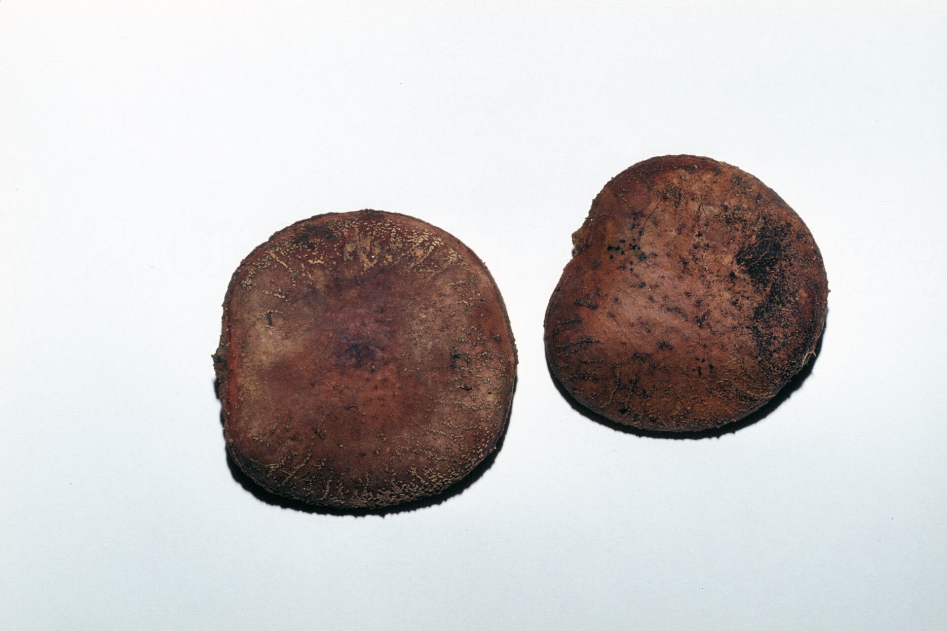 Fevillea cordifolia fruit