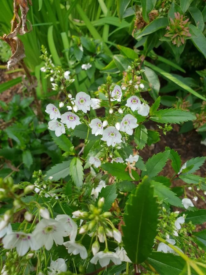 Parahebe catarractae flower