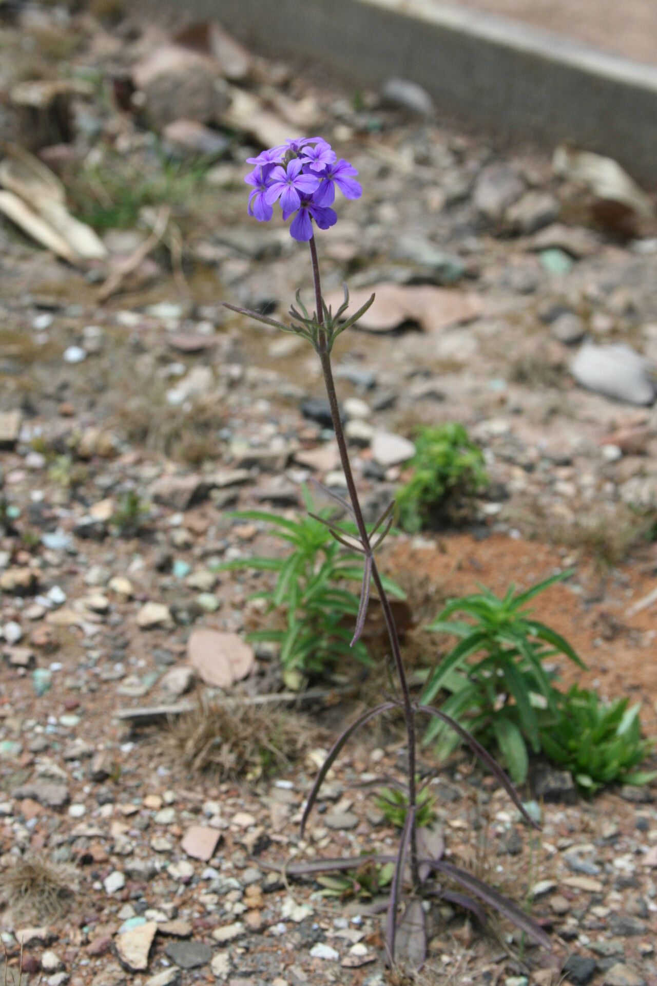 Buchnera henriquesii — houseplant care guide