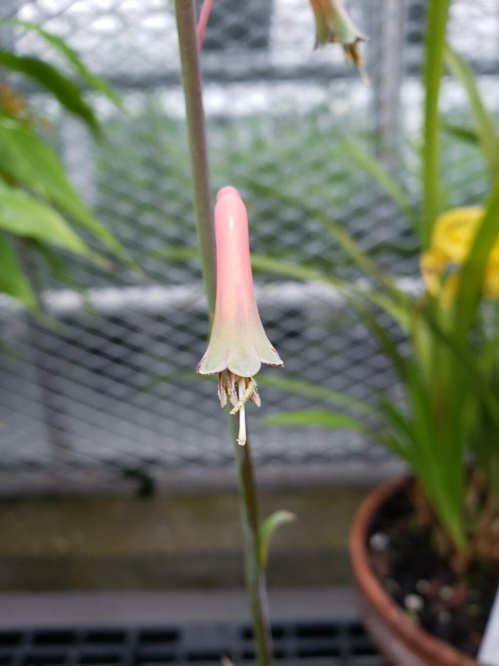 Agave howardii flower