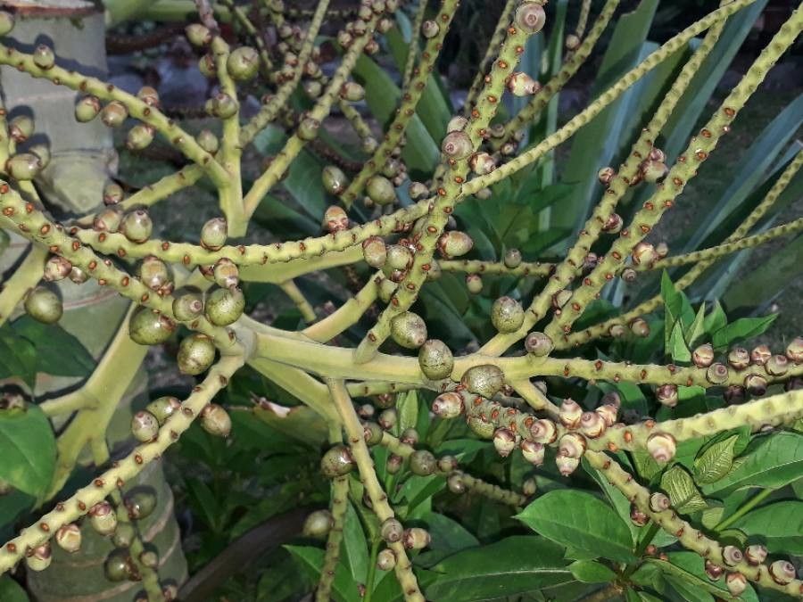 Cyphophoenix elegans — related species from the same genus