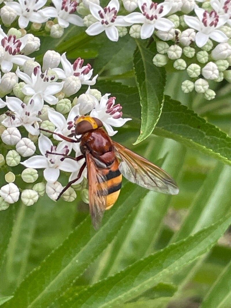 Angiopteris subrotundata — houseplant care guide