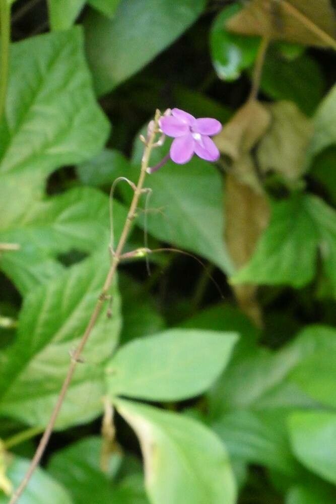 Pseuderanthemum alatum flower