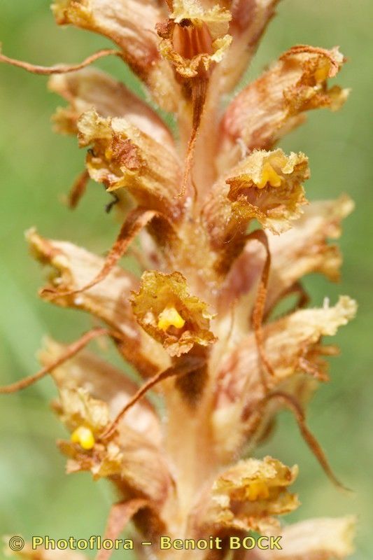 Orobanche bartlingii fruit
