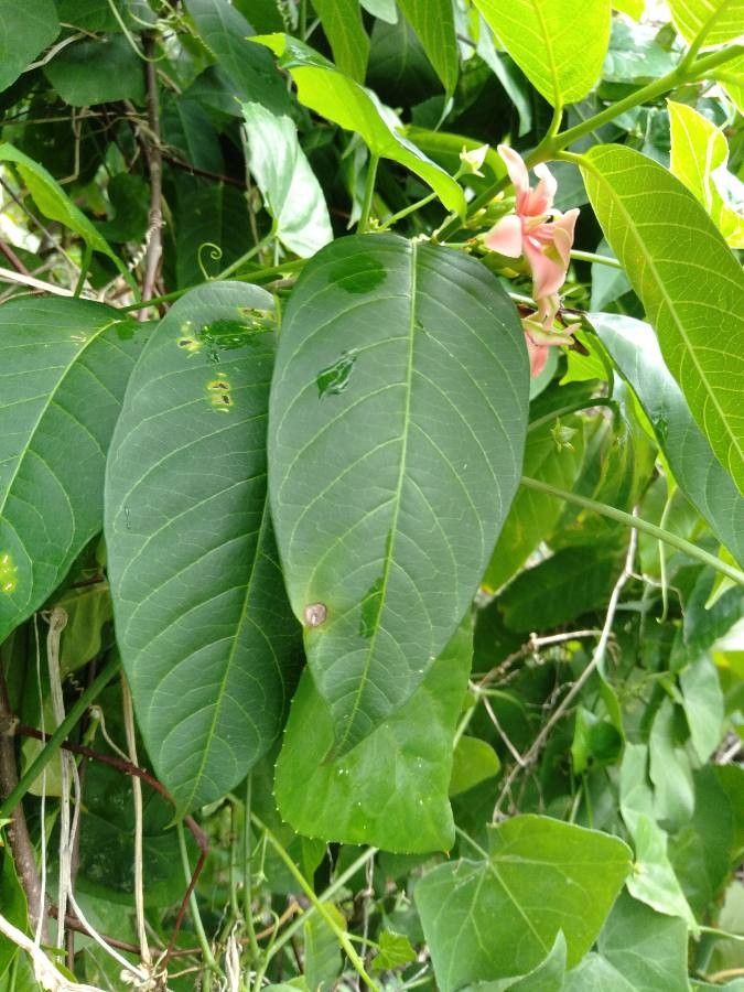 Wrightia candollei leaf