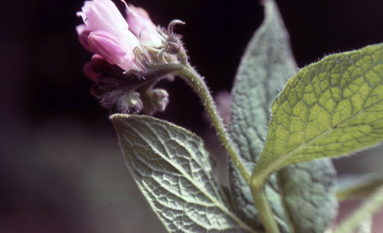 Symphytum peregrinum — search result for 'Symphytum'