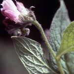 Symphytum peregrinum