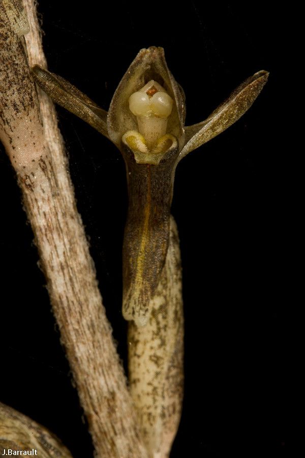 Pachyplectron arifolium flower