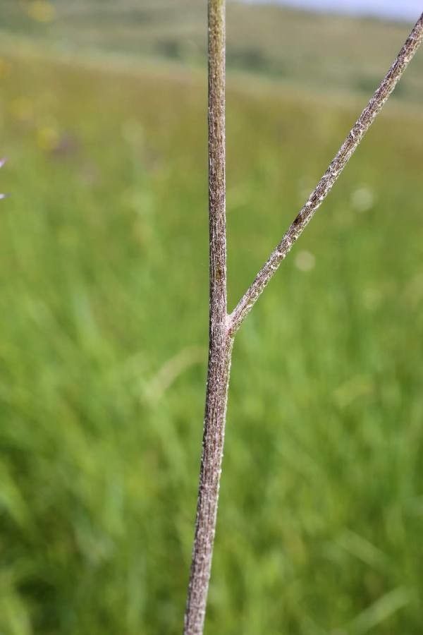 Cirsium canum bark
