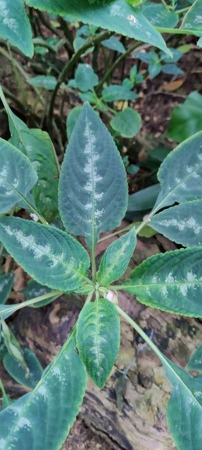 Impatiens mackeyana — houseplant care guide