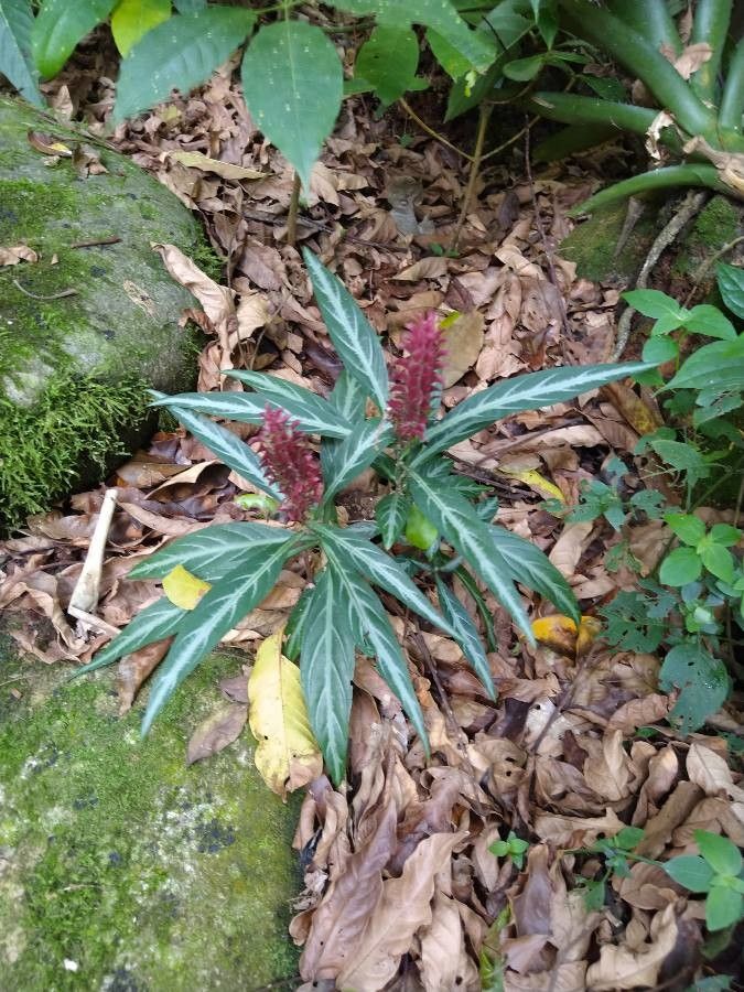 Justicia scheidweileri flower