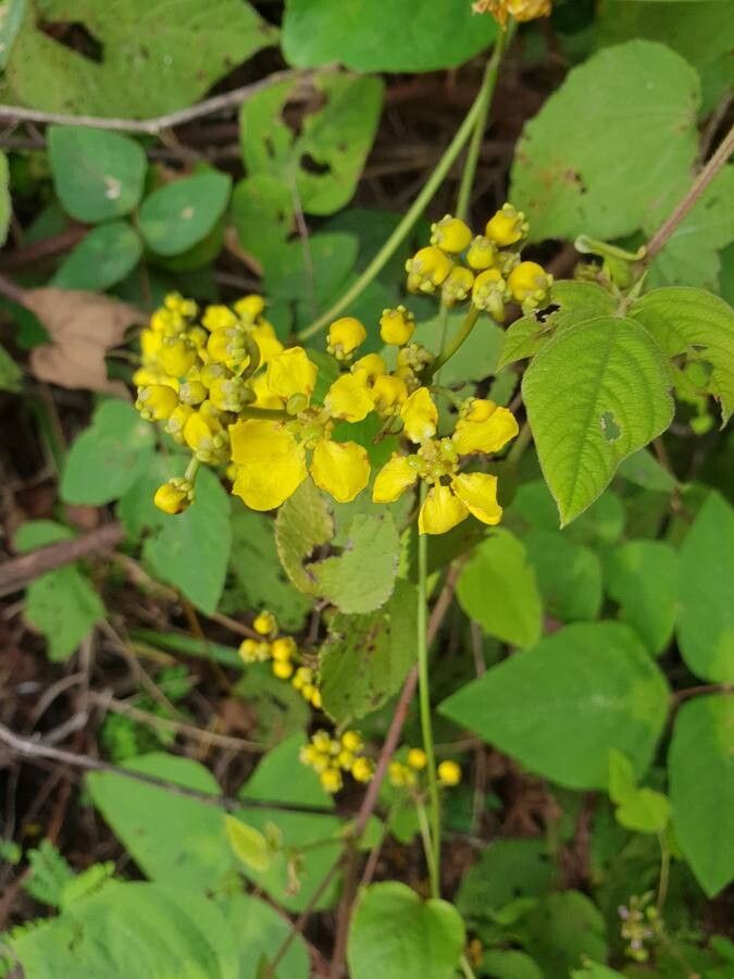 Stigmaphyllon retusum flower
