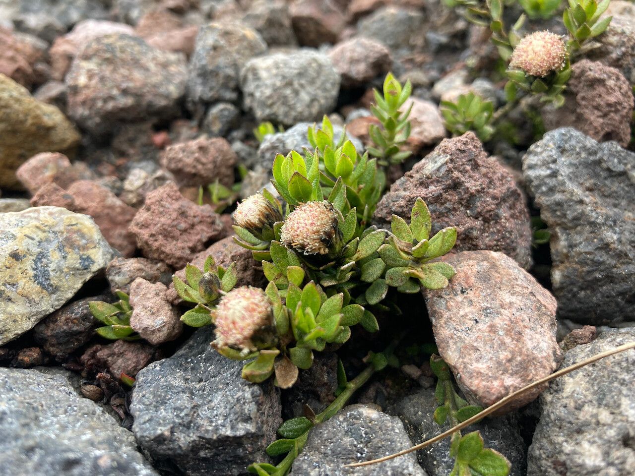 Baccharis alpina habit