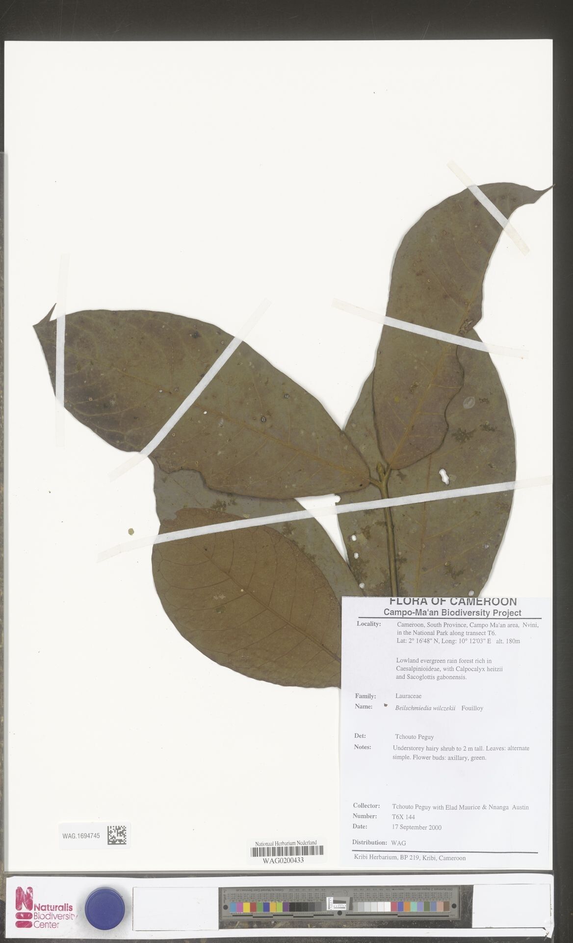 Beilschmiedia wilczekii — houseplant care guide