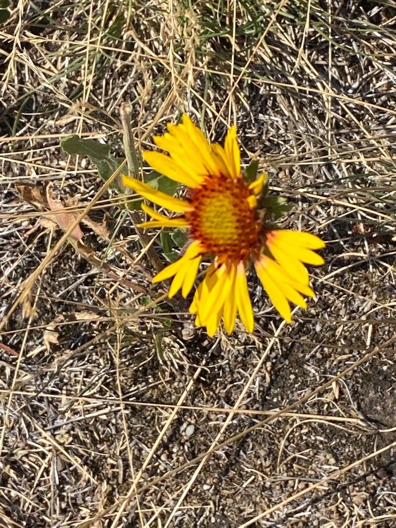 Gaillardia pinnatifida flower