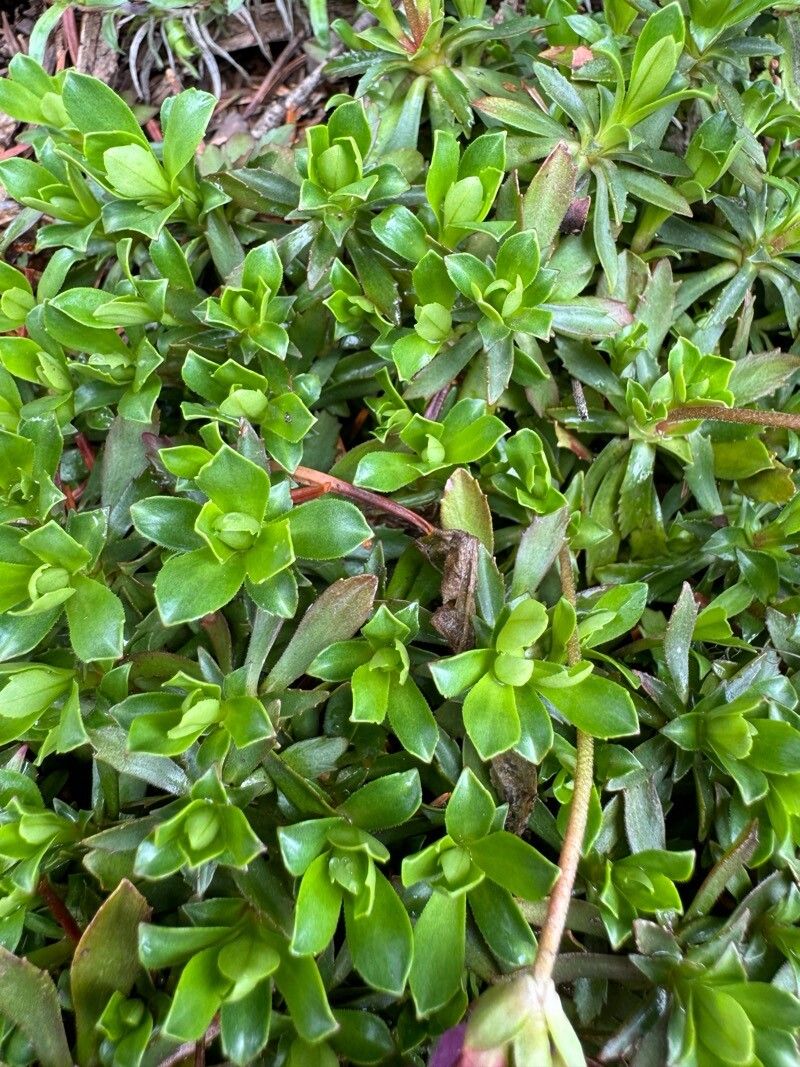 Androsace laevigata — houseplant care guide